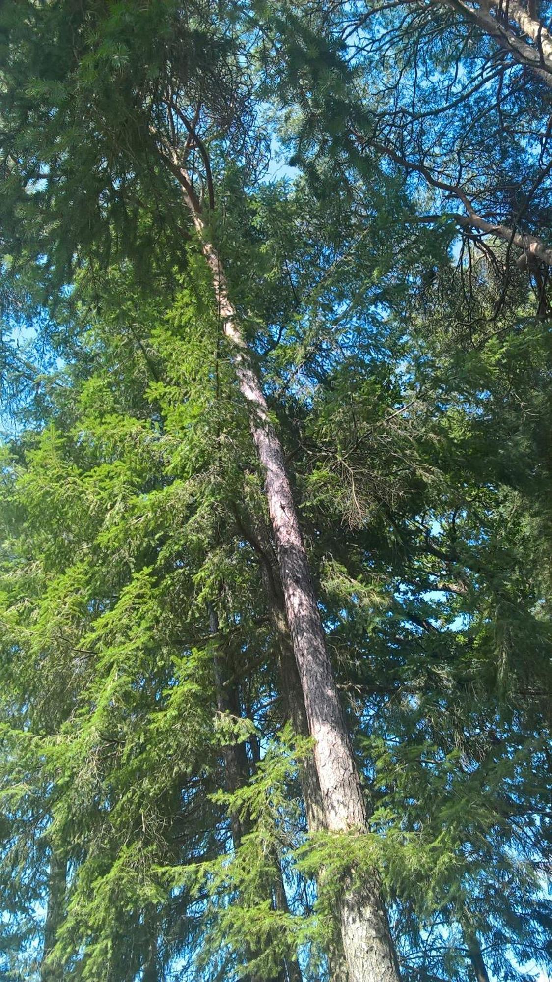 Meuble Avec Etang En Lisiere De Foret. *
